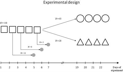 Evaluation of the Activity of Choline Acetyltransferase From Different Synaptosomal Fractions at the Distinct Stages of Spatial Learning in the Morris Water Maze